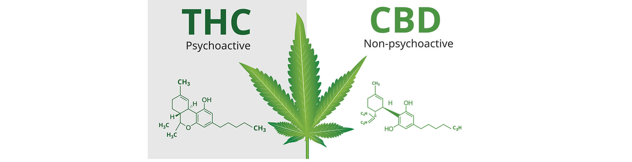 thc baner.jpg